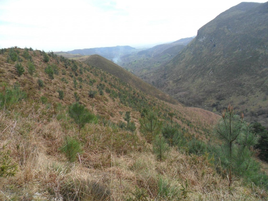 Puron Sierra reposición de plantones de pino