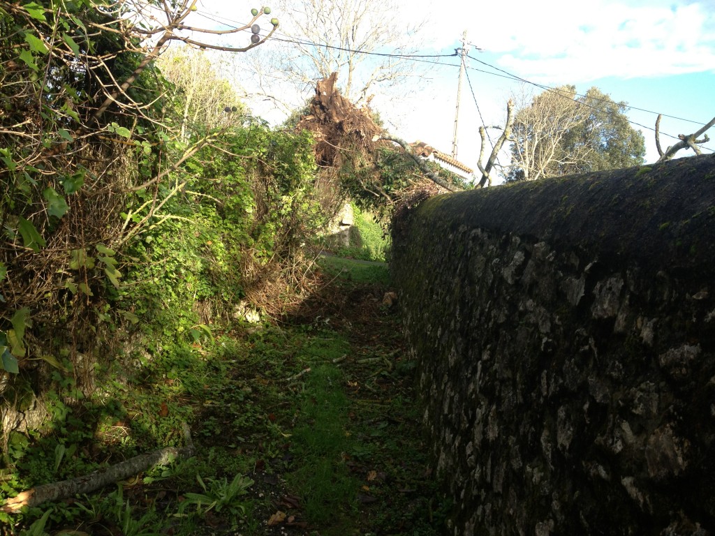 El camino afectado por la caída del árbol se encuentra prácticamente instransitable - Celoriu.com