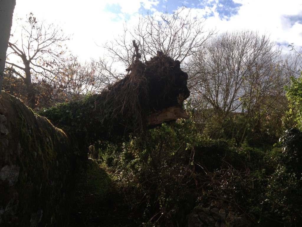 El árbol caído sobre el muro de la finca colindante en Celorio - Celoriu.com